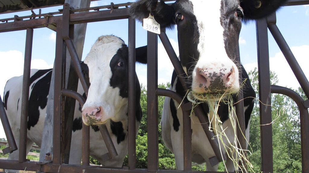 As US milk sales rise amid pandemic, "Got milk?" ads return